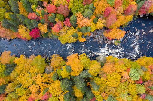 Aerial View of Boreal Forest Nature and River in Autumn Season, Quebec, Canada
