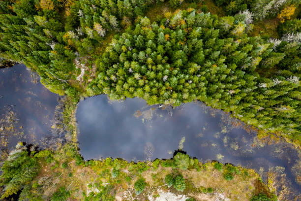 Aerial View of Boreal Forest Nature in Autumn Season, Quebec, Canada Aerial View of Boreal Forest Nature and River in Autumn Season, Quebec, Canada beaver dam stock pictures, royalty-free photos & images