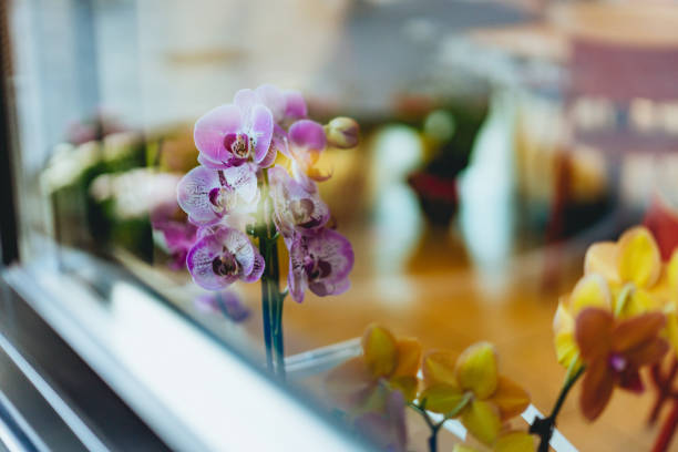Flowers in sunlight through the window