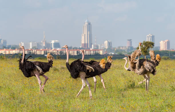istock Ostriches Nairobi Kenya 1051510788