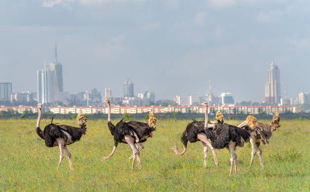 Ostriches Nairobi Kenya