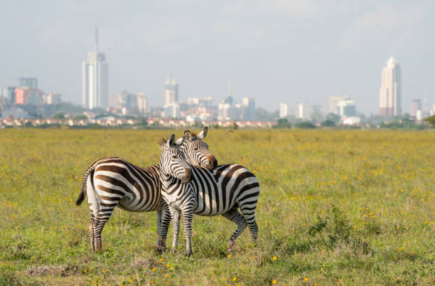 istock Zebras in Nairobi National Park 1051511244