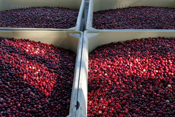 istock Cranberries stored in large tubs 1051514632