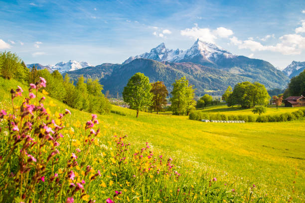istock Idyllic mountain scenery in the Alps with blooming meadows in springtime 1051514700