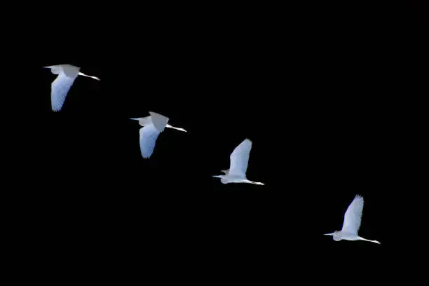 Inverting the exposure on this photograph of four California Least Terns flying in a group reveals the delicate beauty of their wings and their graceful shape.