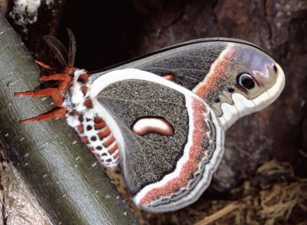 cecropia 나 방 (hyalophora cecropia) - moth silk moth night lepidoptera 뉴스 사진 이미지