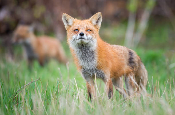 Red fox family stock photo