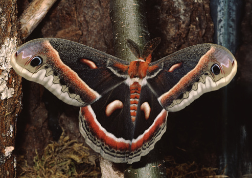 Cecropia Moth (Hyalophora Cecropia). Photographed by acclaimed wildlife photographer and writer, Dr. William J. Weber.