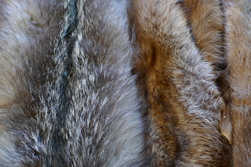 Animal fur skin abstract