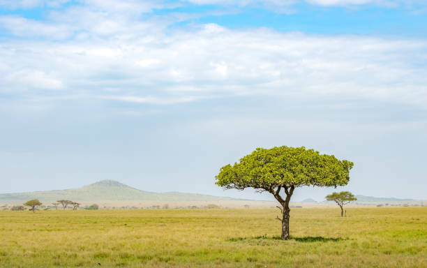 istock Acacia tree Tanzania 1051520494