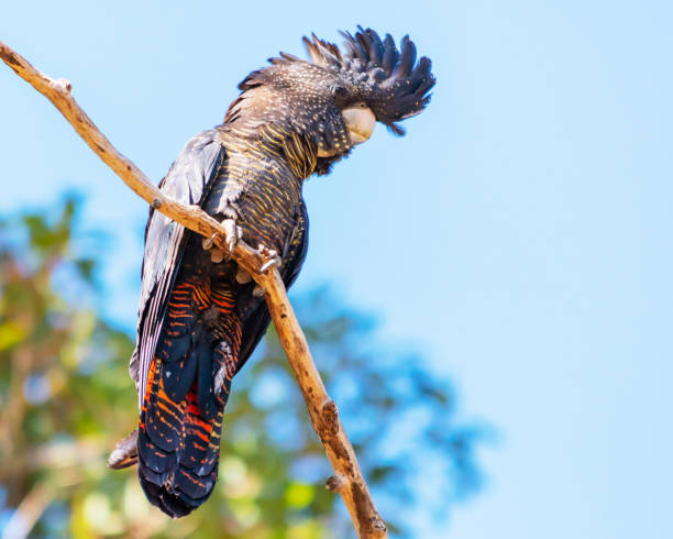 weiblich-wald red-tailed black cockatoo - cockatoo stock-fotos und bilder