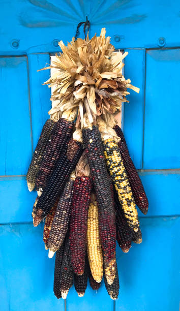 decorazione di mais indiano essiccato sulla porta blu - autumn corn indian corn decoration foto e immagini stock