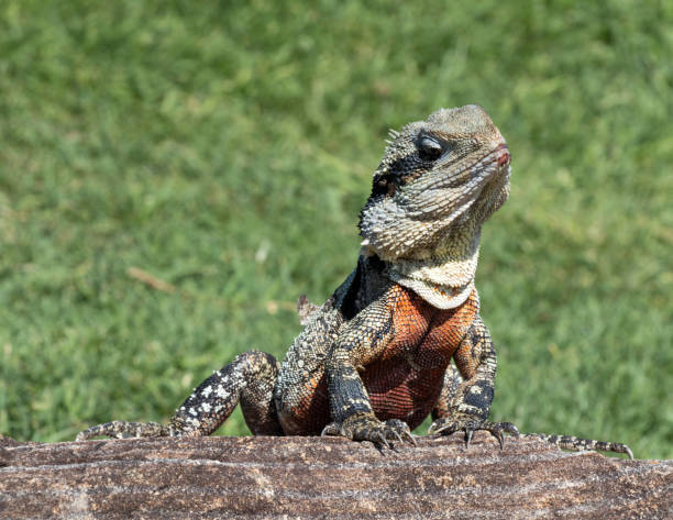 istock Close up of Water Lizard 1051526590
