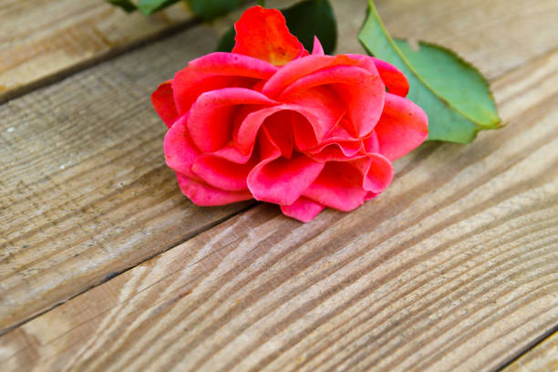 Pink rose on wooden background