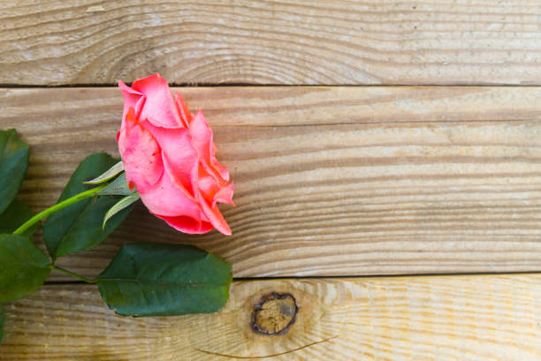 istock Pink rose on wooden background. Top view, copy space 1051526670