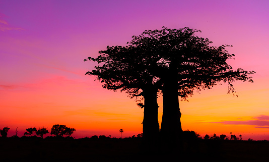 Sunrise Africa with Baobab tree in Okavango Delta Botswana. African sunset with beautiful evening colors and light.