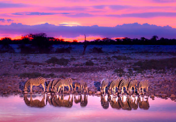 zebras am wasserloch zu trinken, bei sonnenuntergang - etoscha nationalpark stock-fotos und bilder