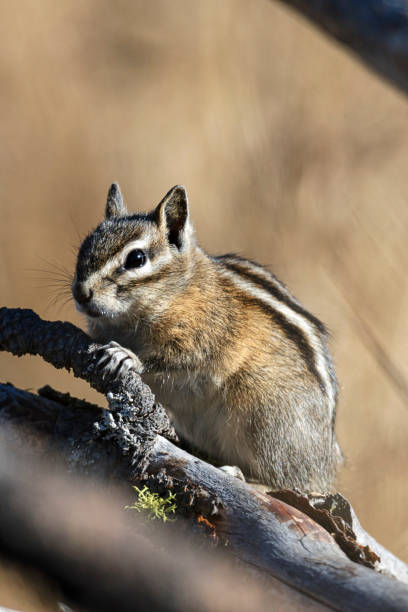 istock Cute chipmunk on a wood pile. 1051531800