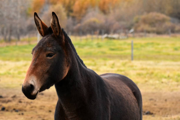 Brown Mule An image of a dark brown mule in a fenced pasture. mule stock pictures, royalty-free photos & images