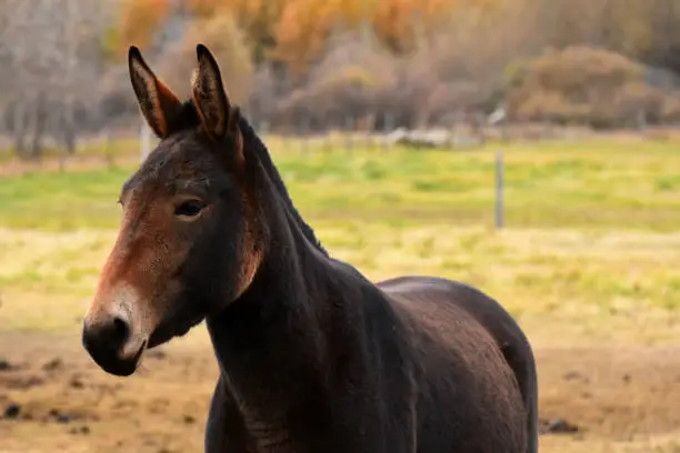An image of a dark brown mule in a fenced pasture.