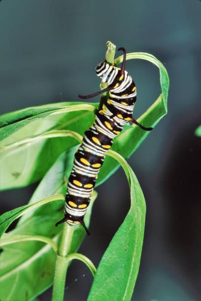 istock Queen Butterfly Larva Caterpillar (Danaus Gilippus) 1051534426