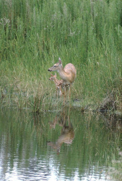 istock White-Tailed Deer Doe and Fawn (Odocoileus Virginianus) 1051539160