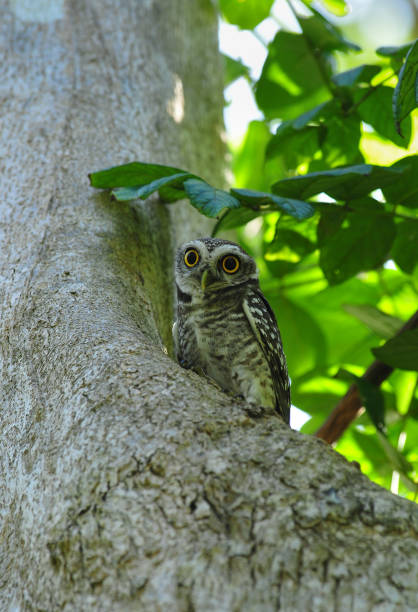 istock Lovely bird, Spot Owlet 1051540568