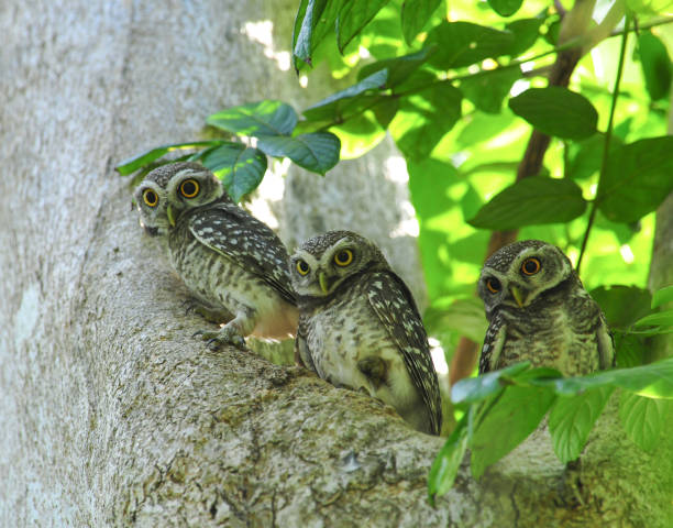 istock Lovely bird, Spot Owlet 1051541210