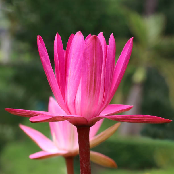 istock lotus flower on green garden background 1051541346