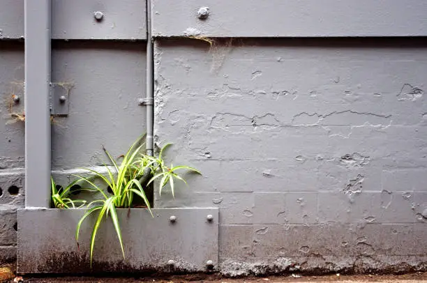 Plant growing on grey wall in a city laneway
