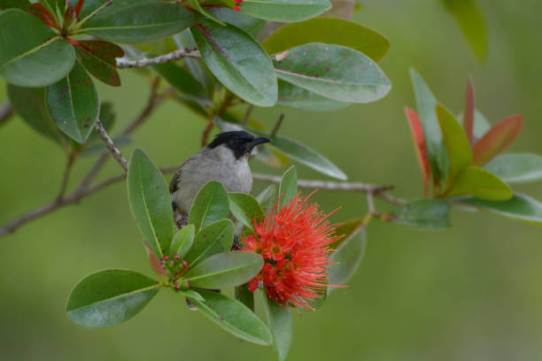 istock Sooty-headed bulbul with red flower 1051543580