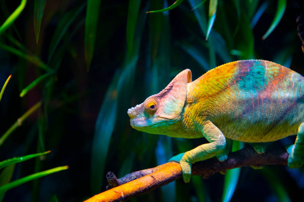 camaleón - herpetología fotografías e imágenes de stock