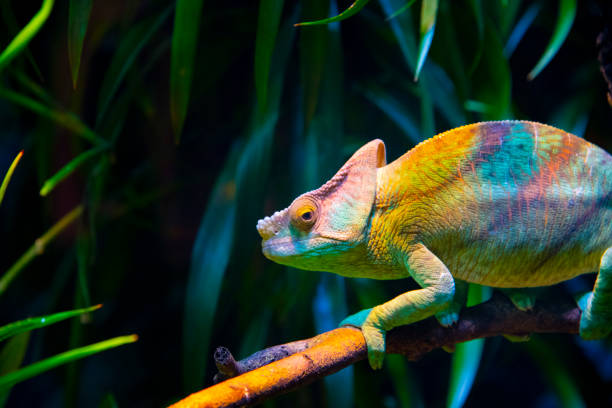 Chameleon Close up of a colorful Chameleon in wilderness of Singapore. chameleon photos stock pictures, royalty-free photos & images
