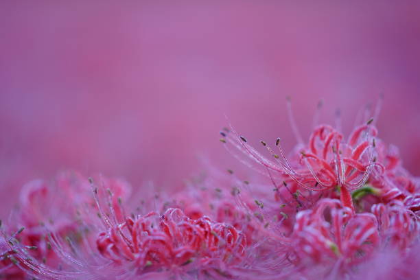 vh522 розовые цветы шелковицы - mystery lily стоковые фото и изображения