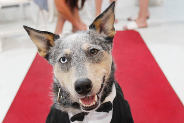 istock Dog in Tuxedo on Red Carpet 1051554022