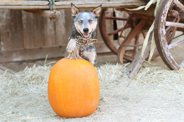Dog Sitting by Pumpkin with Paw on Top stock photo