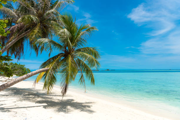 istock Maldives beautiful palm tree on white sand beach 1051560326