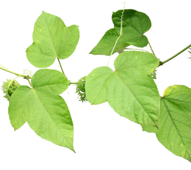 istock Green ivy plant  isolated on gray background, clipping path 1051560354