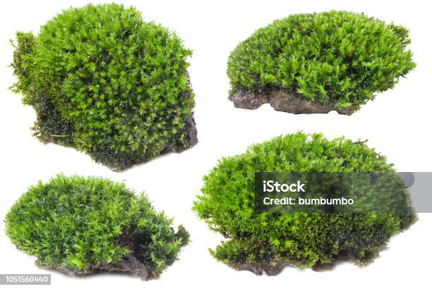 Photo libre de droit de Mousse Verte Isolé Sur Fond Blanc Se Bouchent banque d'images et plus d'images libres de droit de Mousse végétale - Mousse végétale, Objet ou sujet détouré, Bryophyte