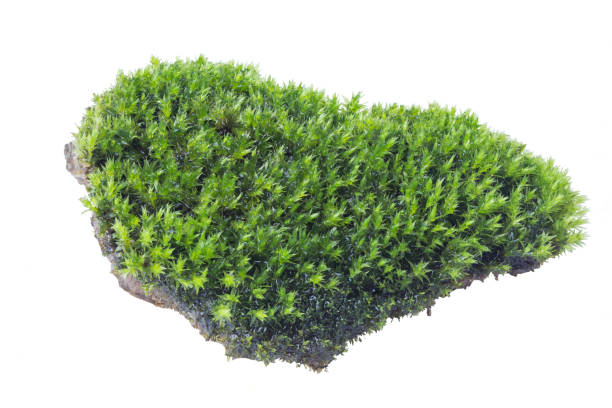 istock Green moss isolated on white background close up. 1051560508