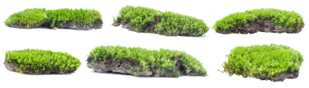 istock Green moss isolated on white background close up. 1051560548