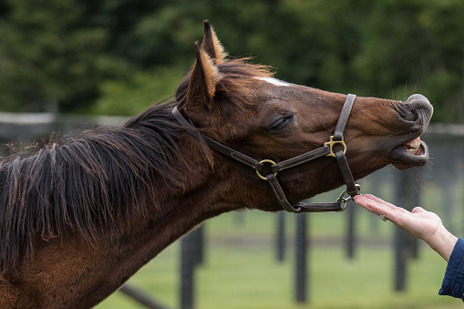 Large Horse Showing Teeth To Person