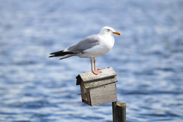 istock A Herring Gull standing on a birdhouse 1051566208