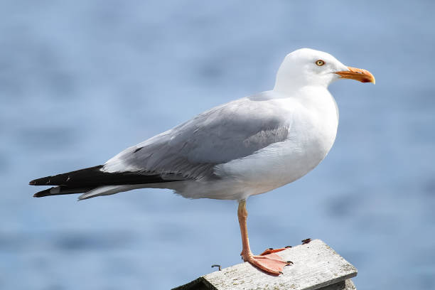 istock Closeup of a Herring Gull with a blue background 1051566210