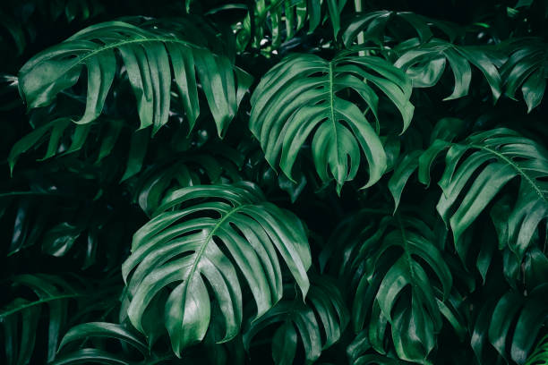 istock Tropical leaf, monstera plant, dark green nature background 1051566248