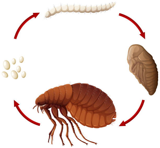 illustrazioni stock, clip art, cartoni animati e icone di tendenza di ciclo di vita di una pulce - flea
