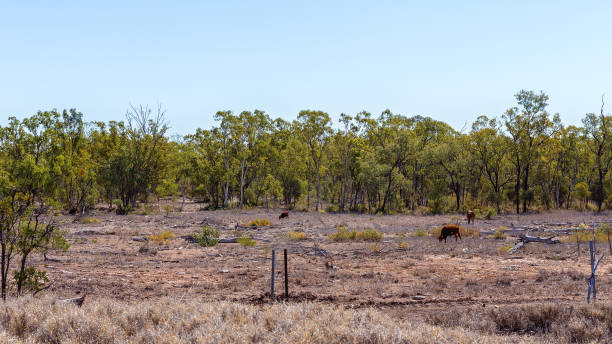 Group of cows on a pasture in Brazil behind barbed wire fence. Focus on fence. Light gray sky in the background.