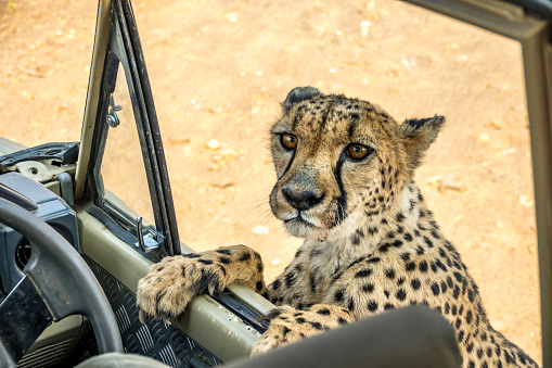 A Cheetah with Jeep in Dusternbrook Cheetah Manor of Namibia.