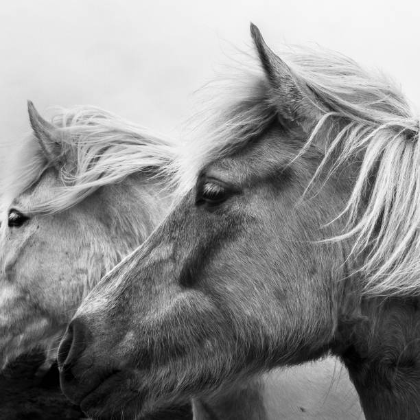istock Icelandic Horse Duo-Monochrome 1051577670