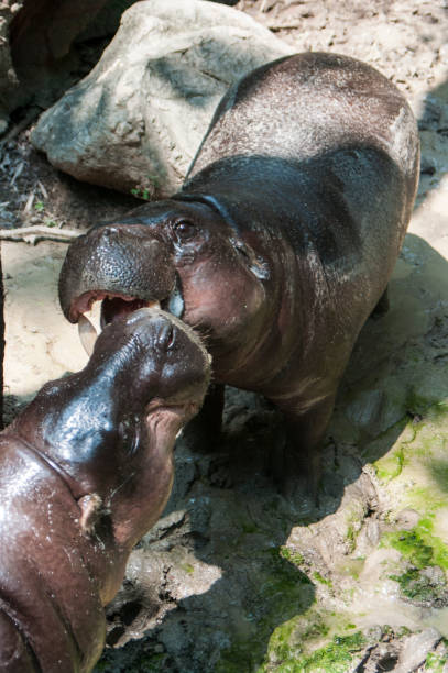 istock Pygmy Hippo / pygmy hippopotamus is a small 1051581778